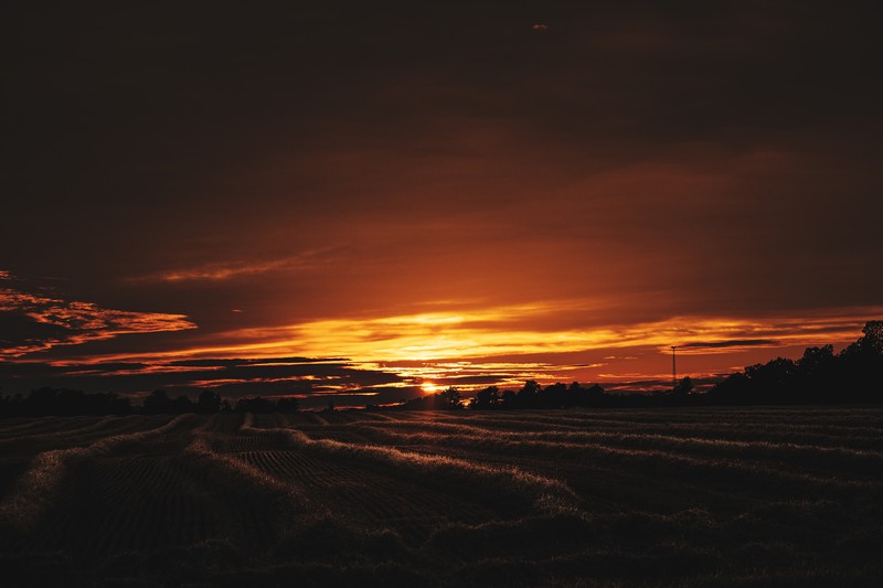 nature, sunset, field, landscape