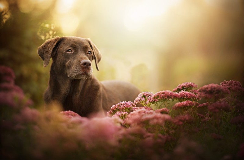 plants, flowers, dog, Labrador, animals