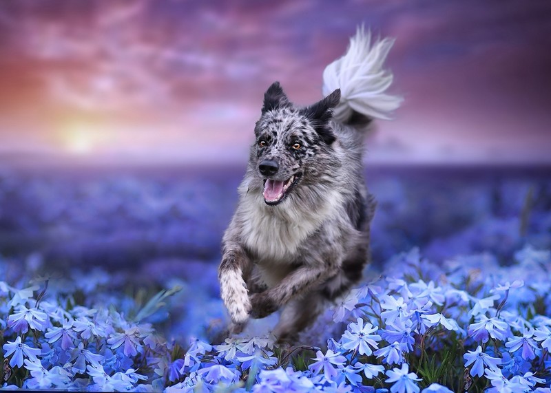 nature, colorful, dog, plants, flowers, animals