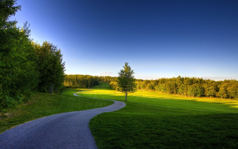 landscape, summer, pine trees, sky, forest, road, clear sky