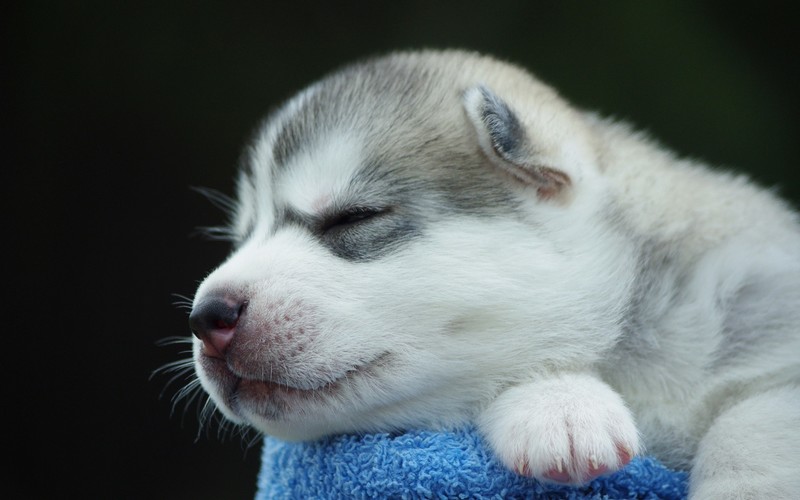 dog, animals, puppies, baby animals