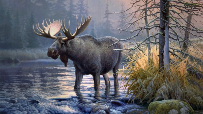elk, animals, moose