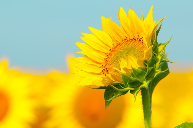 sunflowers, yellow, flowers