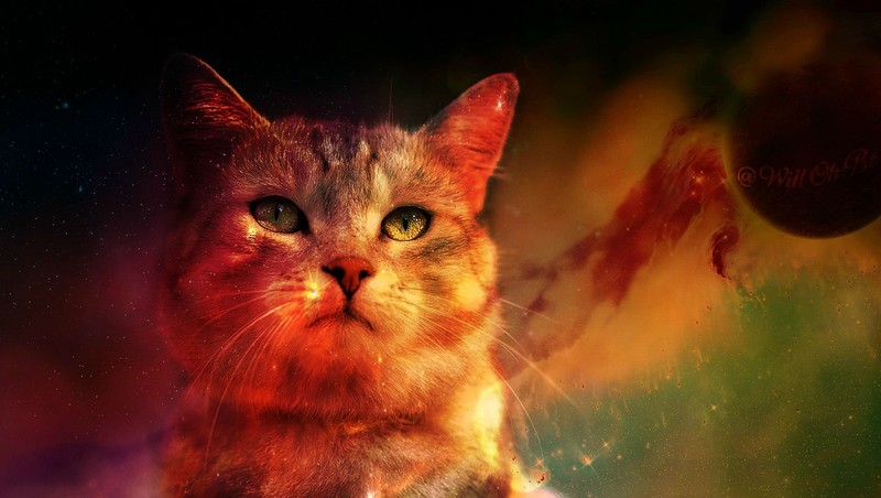 digital art, space, planet, animals, cats