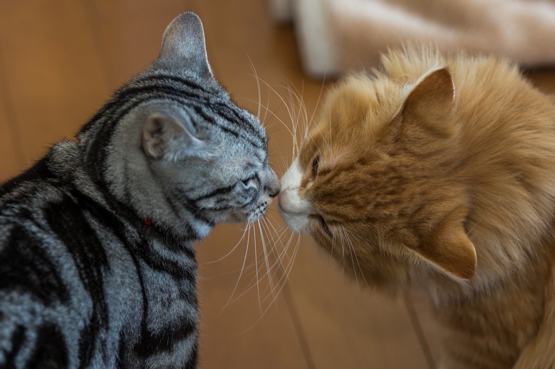 cats, animals, feline
