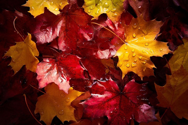 colorful, plants, leaves, water drops