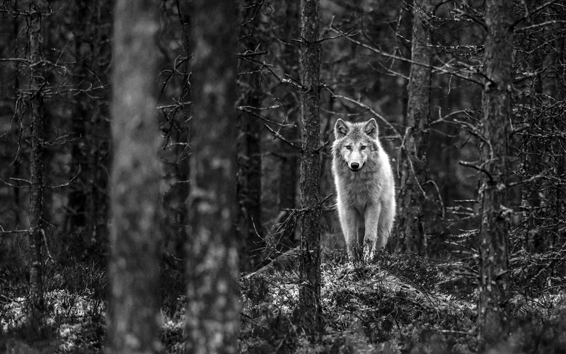 wolf, Finland, monochrome