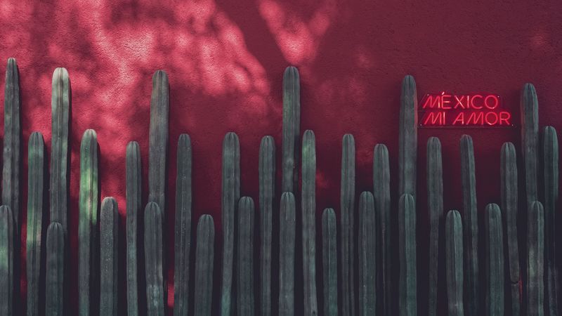 signboard, neon, cacti, inscription, red, 4k