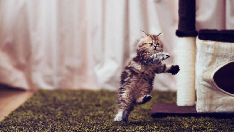 cats, animals, jumping, indoors