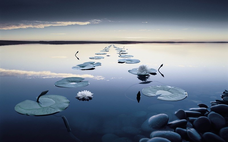 landscape, nature, sky, water, plants