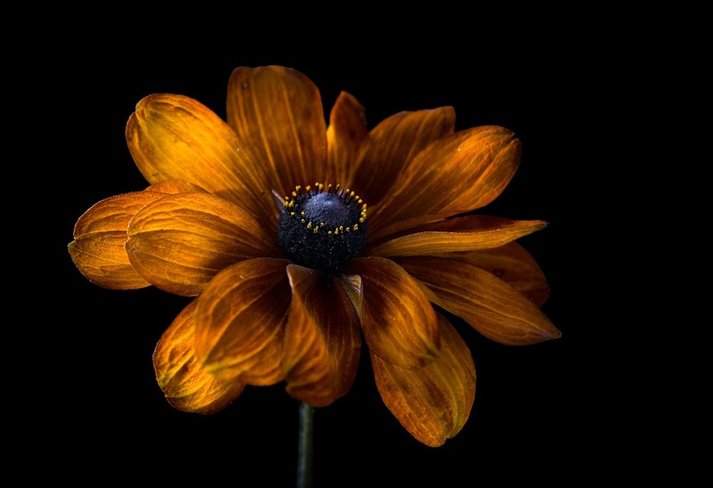 dark, flowers, plants