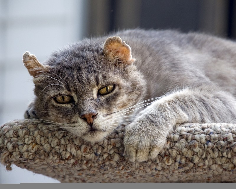 old, cats, animals