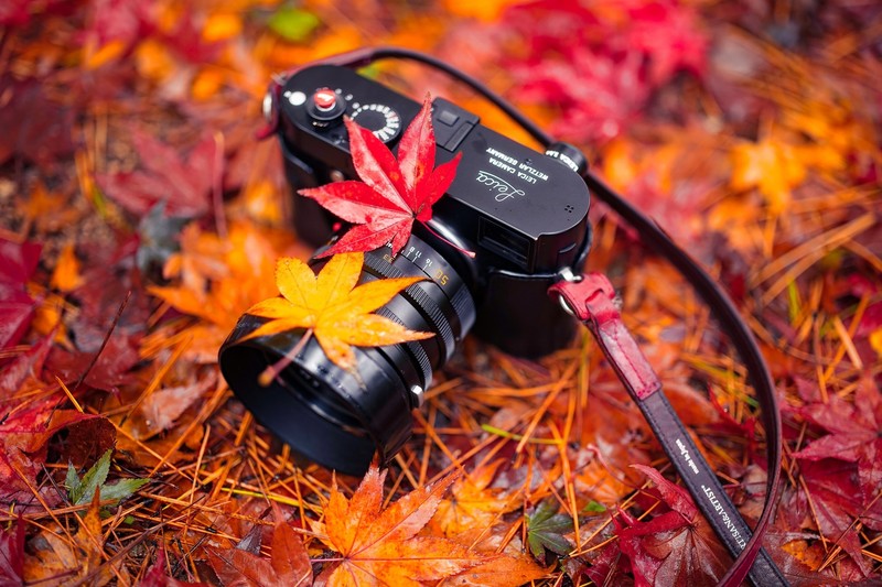 camera, leaves, plants, fall