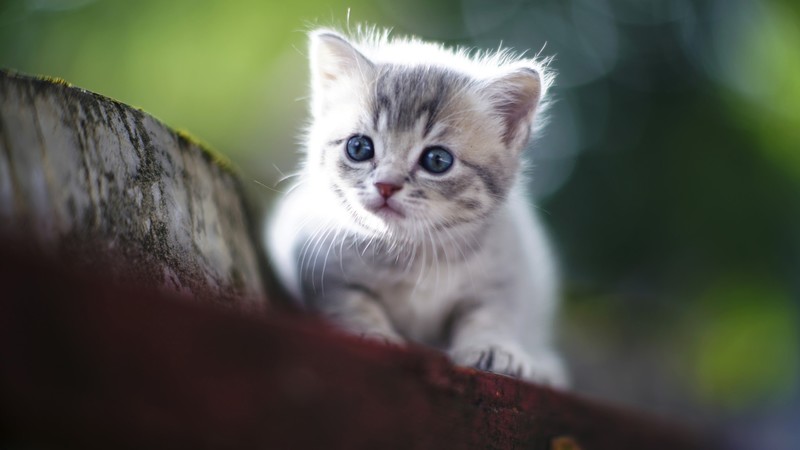 kittens, cats, feline, animals