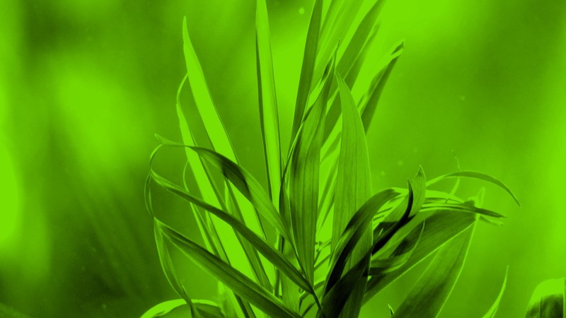 grass, nature, plants, green, macro