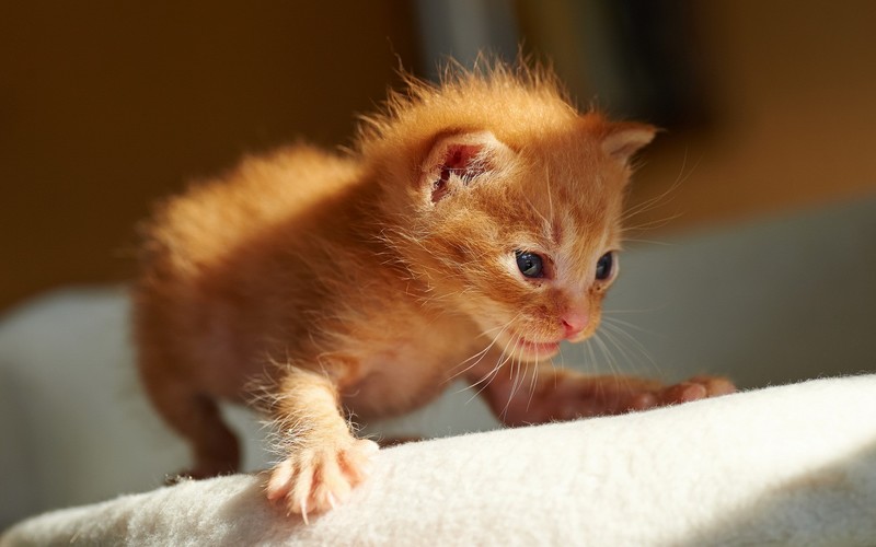 cats, animals, kittens, baby animals