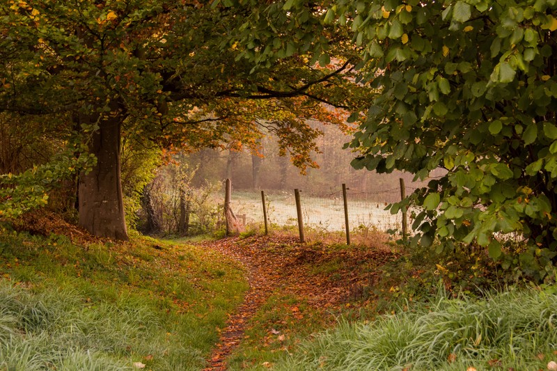 nature, plants, fence, trees