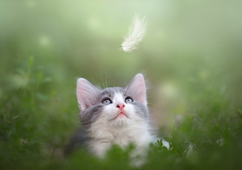 cats, nature, animals, looking up