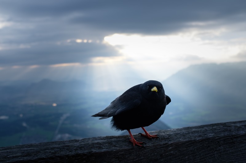 dark, landscape, sky, animals, birds