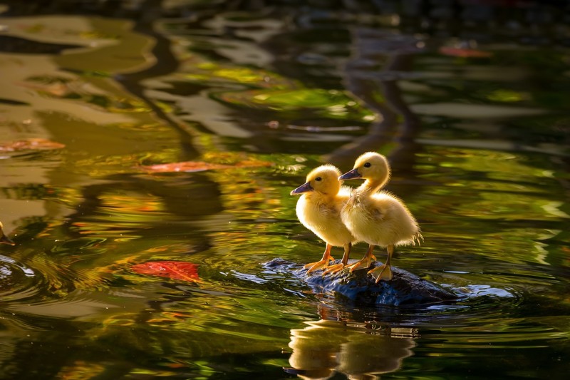nature, water, baby animals, duck, animals