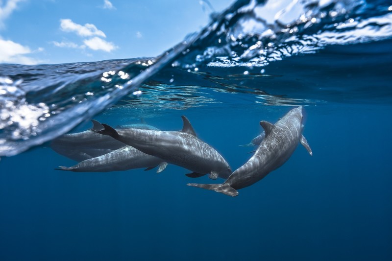 dolphin, sea life, underwater, water, nature, sea, animals, photography