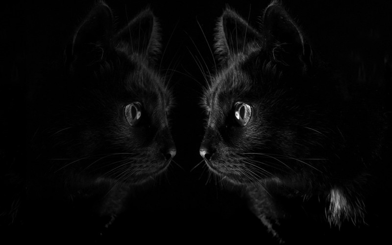 dark, black, cats, reflection, animals