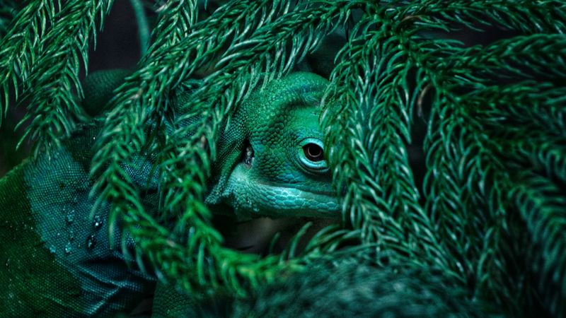 chameleon, reptile, mimicry, plant, 4k