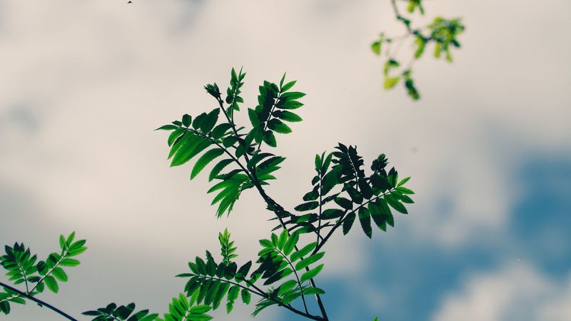 branches, leaves, green, plant, sky, 4k