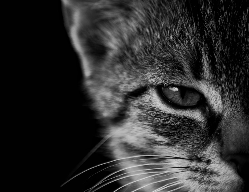 cats, monochrome, animals, kittens