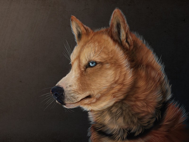 wolf, illustration, animals