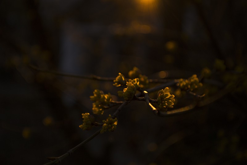 herbarium, spring, sunset