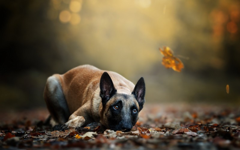 dog, animals, leaves, fall