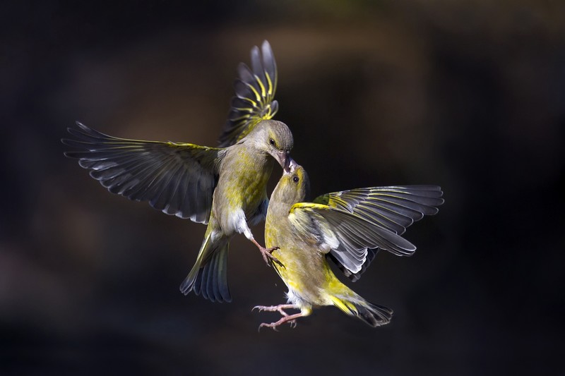 nature, animals, birds