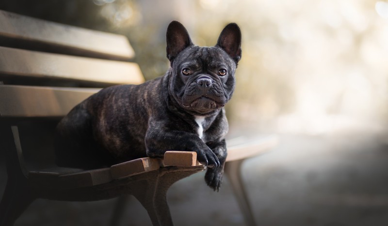 dog, bench, animals, French Bulldog