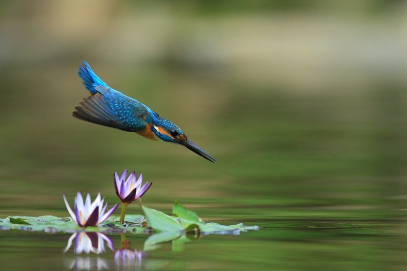 nature, animals, birds, kingfisher