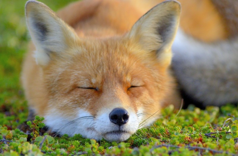 animals, fox, face, closed eyes