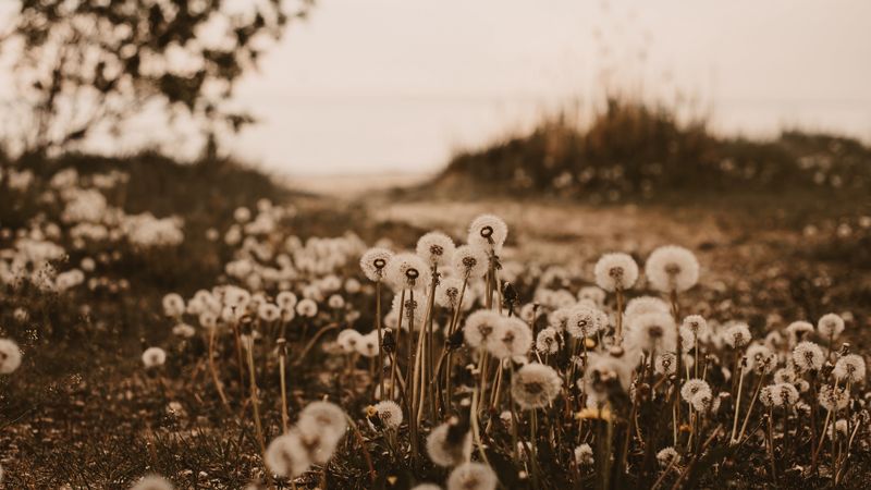 dandelions, fluffy, white, plants, nature, 4k