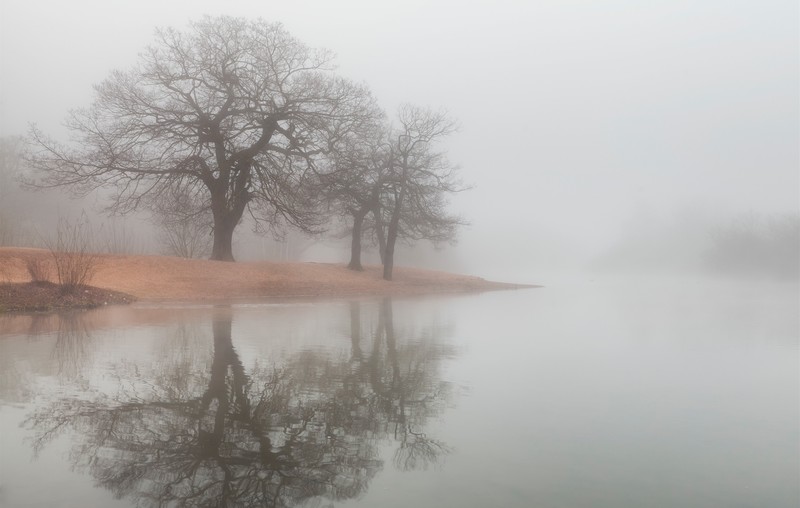 mist, water, reflection, nature, trees