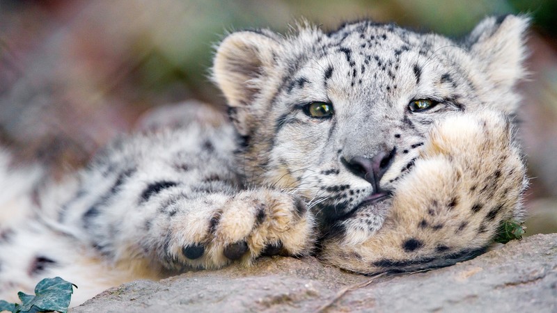 animals, photography, looking at viewer, leopard, cats