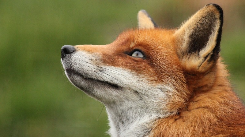 animals, photography, fox