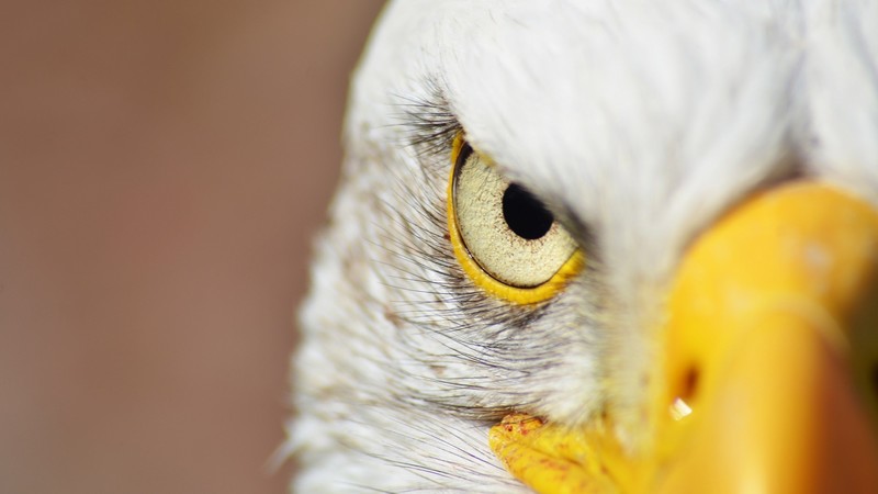animals, photography, bald eagle, eagle, looking at viewer