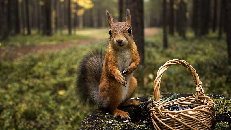 animals, photography, squirrel, nature, forest