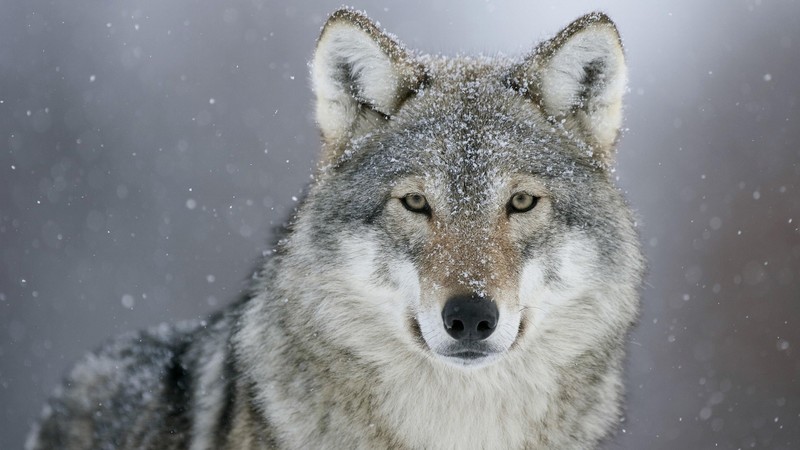 animals, photography, wolf, looking at viewer, snowing, wildlife