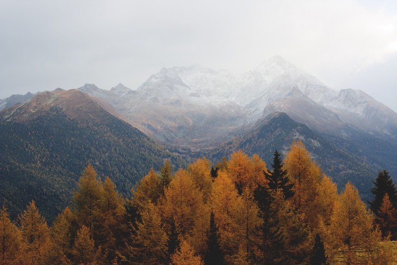nature, trees, landscape, fall