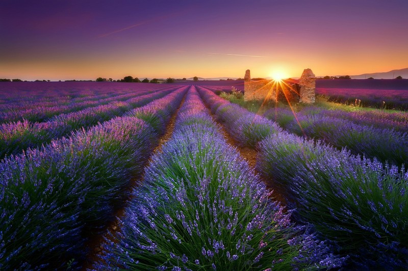 purple, landscape, plants, Sun, field, sky