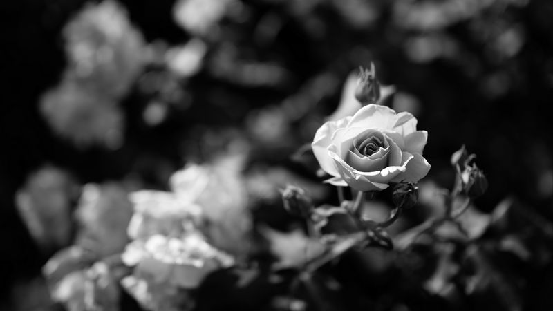 rose, flower, bw, bloom, buds, 4k
