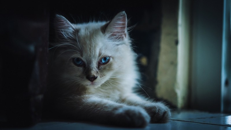 cats, animals, photography