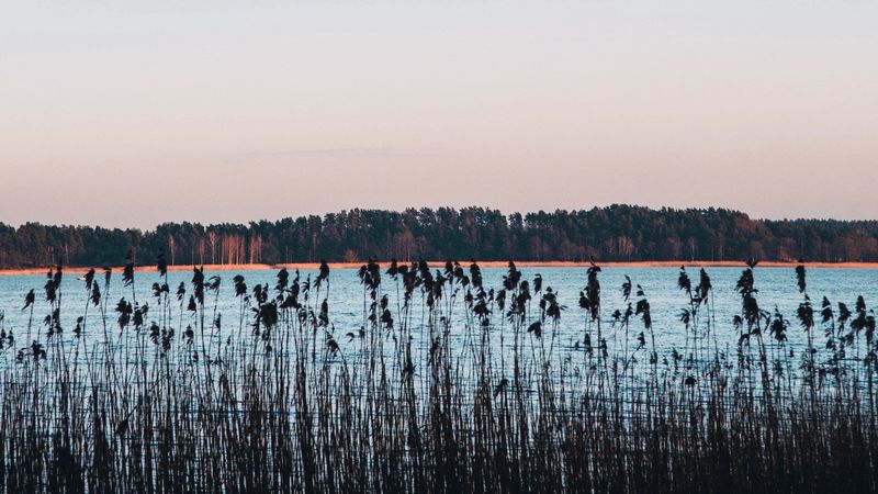 lake, coast, reed, trees, horizon, 4k