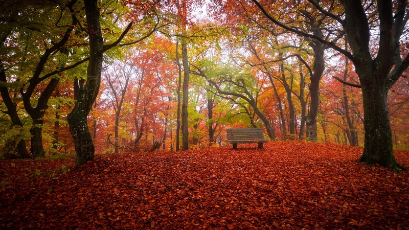 fall, bench, trees, nature