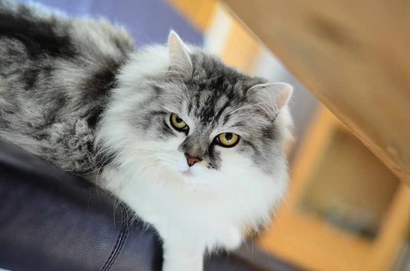 animals, cats, yellow eyes, indoors